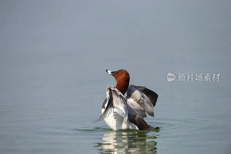 共同的pochard (Aythya ferina)